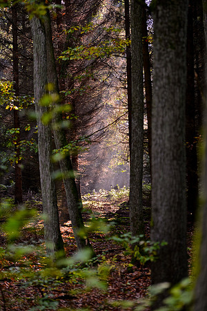 Wald 2