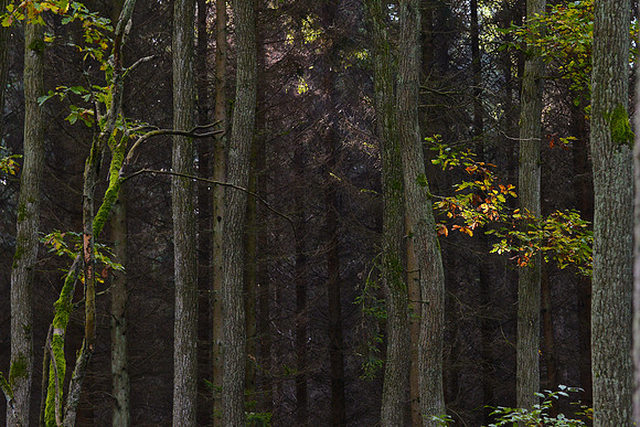 Wald 1