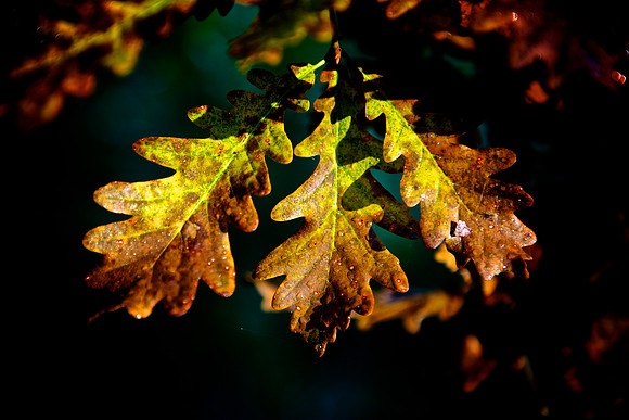 Herbst