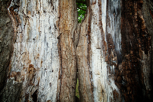 Baum