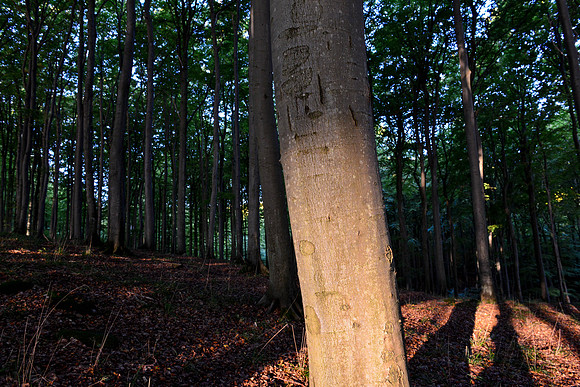 Wald 4