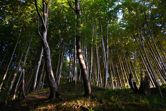 Wald 3